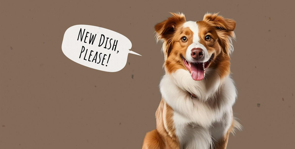 Changing Dog Food: A Handy Guide on Switching Your Dog's Diet