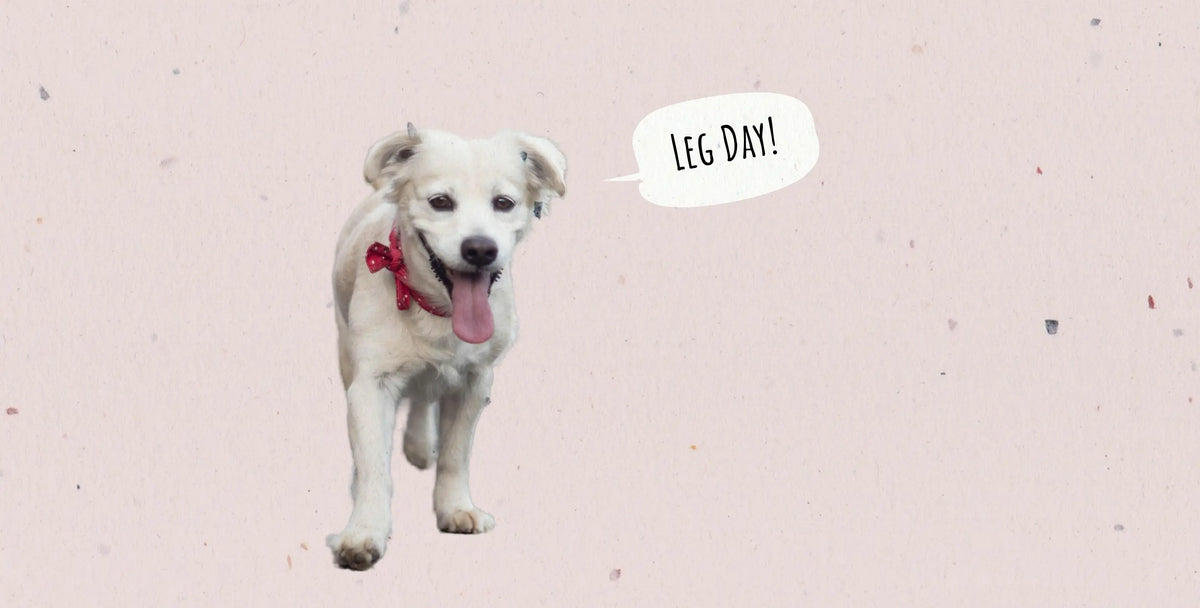 Dog Exercise Requirements by Breed: A Quick Guide