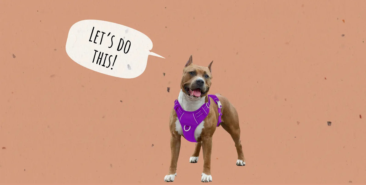 Dog Exercise Routine Guide for Optimal Health