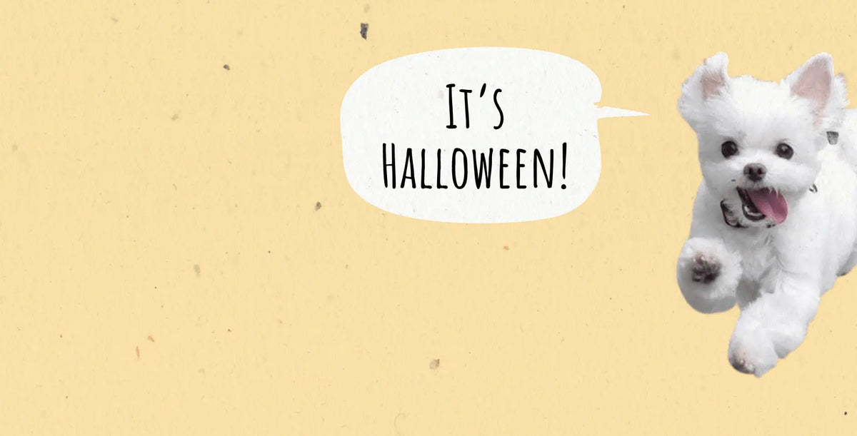 How to Have a Paws-itively Delightful Halloween