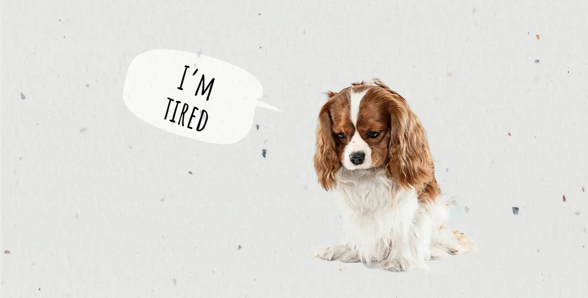 Understanding Dog Overexertion: Signs, Symptoms, and Solutions