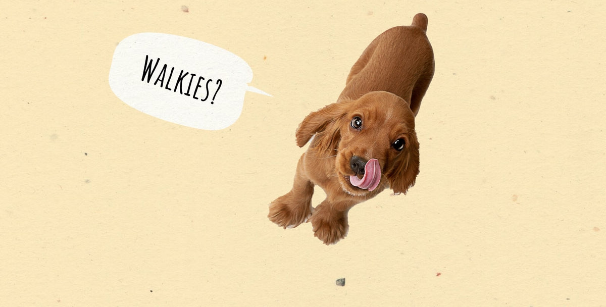 How to Come Up With a Dog Walking Routine