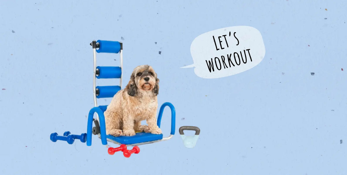 Exercising Senior Dogs for Optimal Well-Being: Tailored Tips