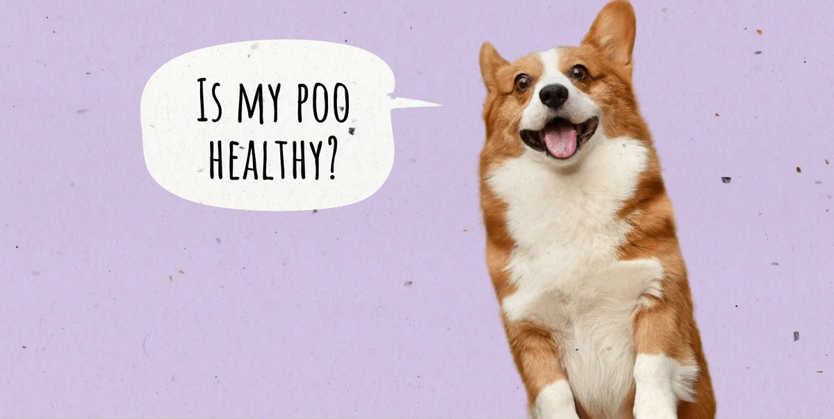 Healthy Dog Poop: The Poop You Want to See