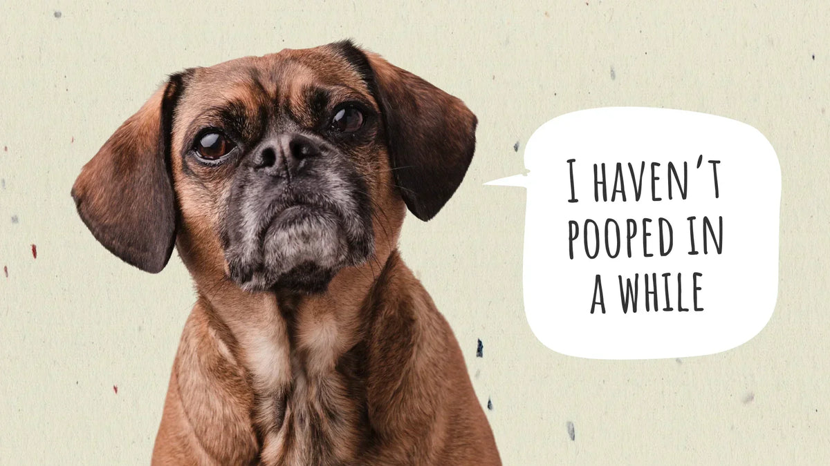 How Long Can a Dog Go Without Pooping - And When to Worry