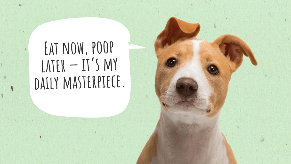 How Long Does It Take for a Dog to Digest Food and… Poop