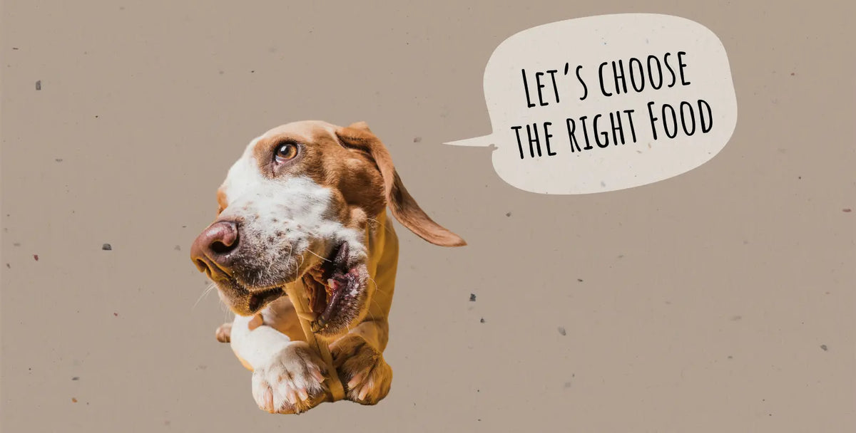 How to Choose the Right Dog Food: Best Dog Food Tips