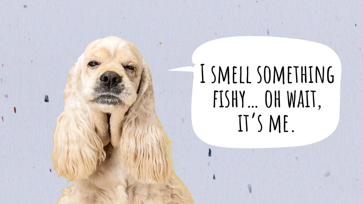 Dog Smelling Like Fish? Here’s What It Means and How to Stop It