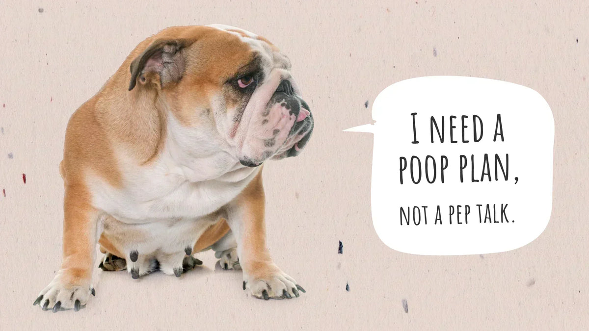 How to Make a Dog Poop Quickly (7 Tricks That Actually Work)