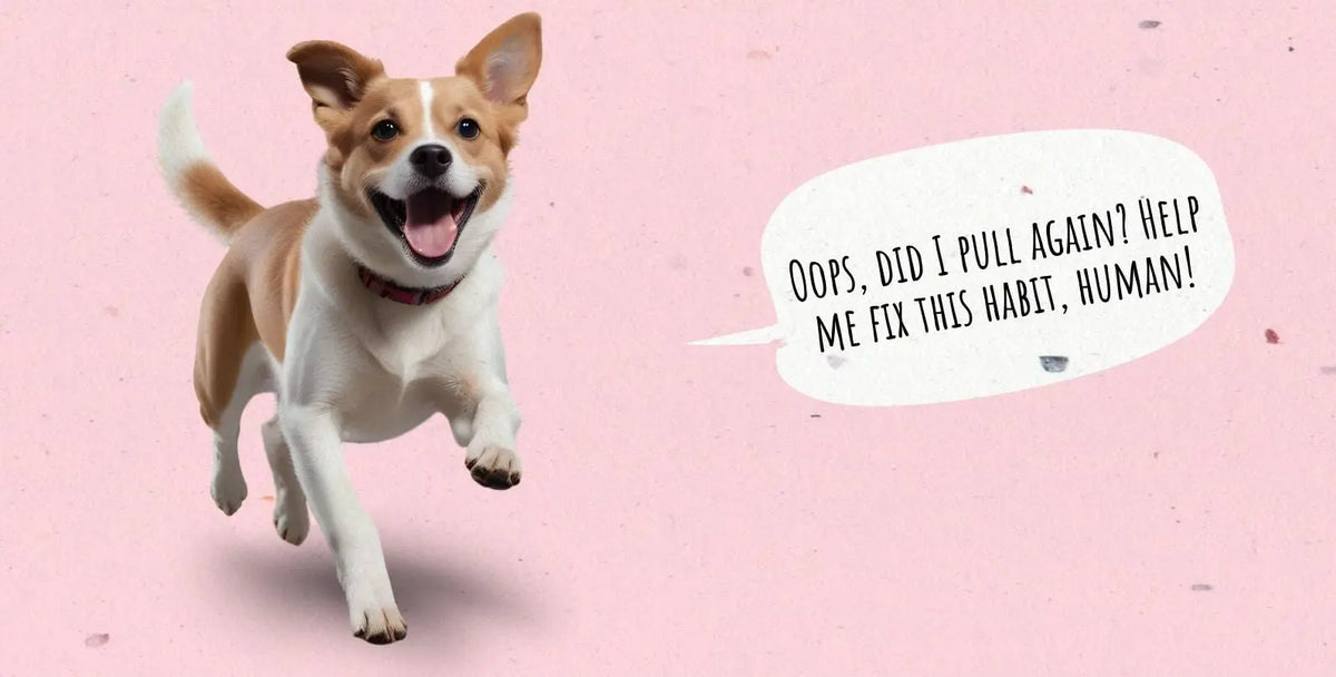 10 Practical Tips for Managing Your Leash Reactive Dog