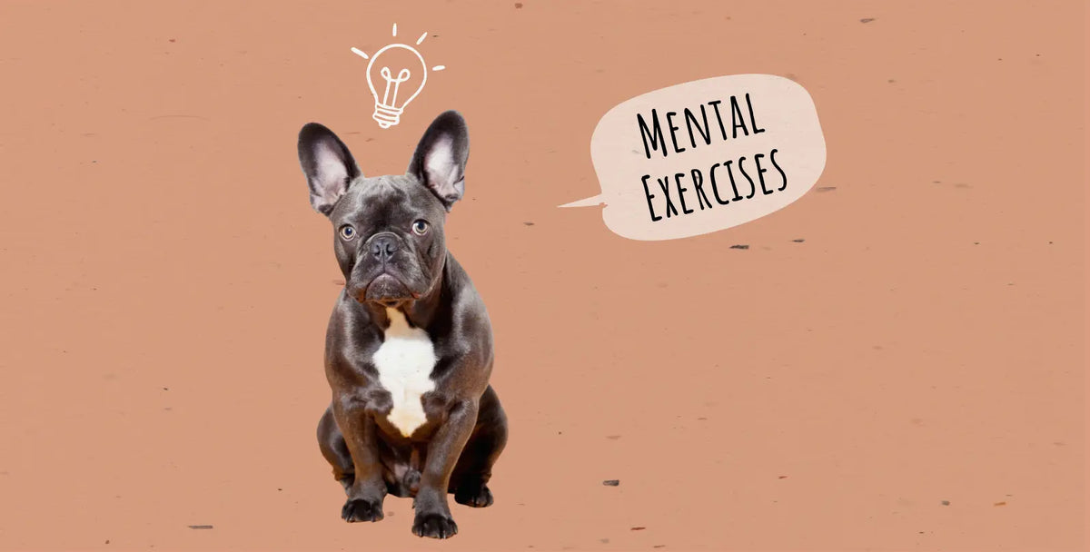 Enliven Your Dog's World with Mental Exercises