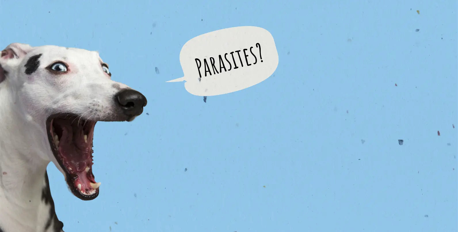 Parasites in Dogs: A Comprehensive Guide for a Dog Owner