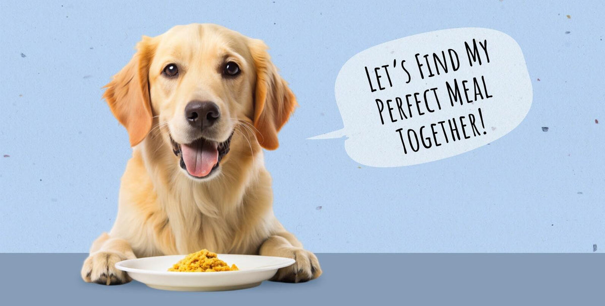 Different Types of Dog Food: Exploring Best Options for Your Dog’s Diet