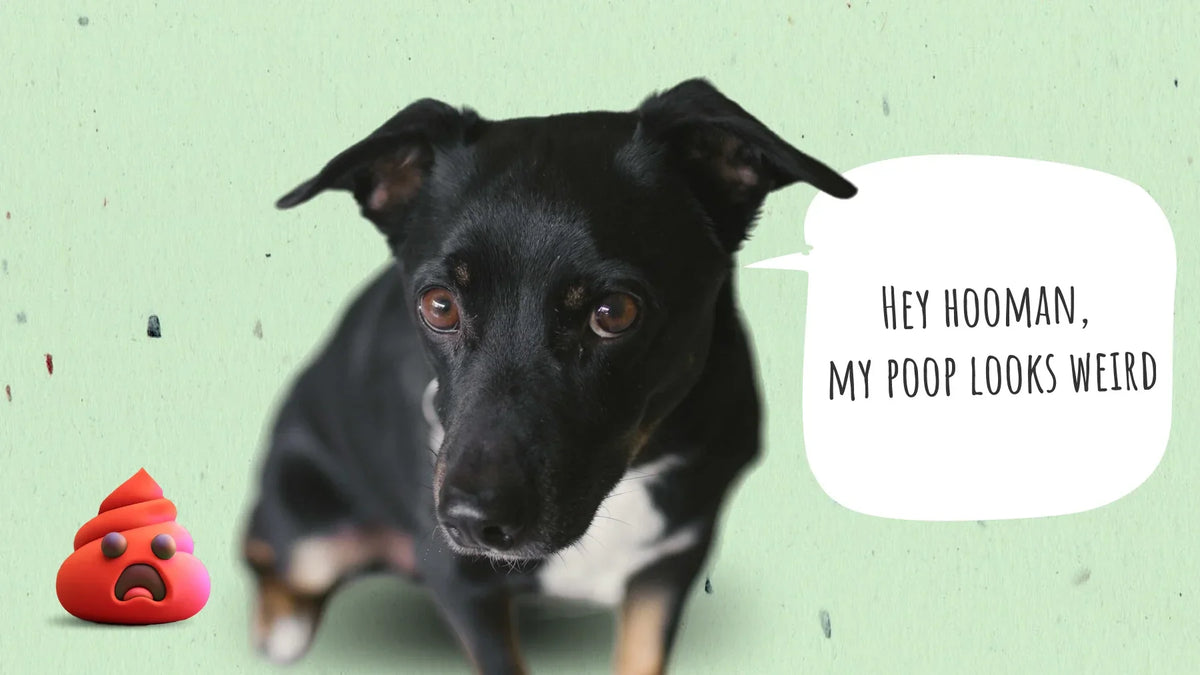 Why Is My Dog Pooping Blood? Causes, Symptoms, and What to Do