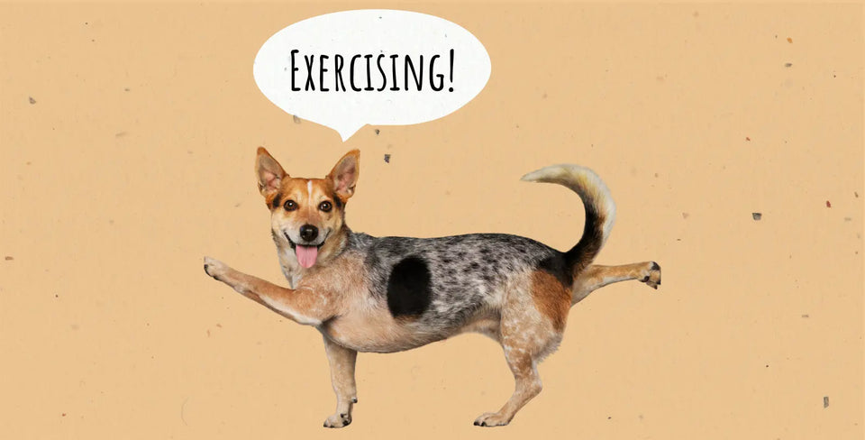 Dog Exercise: Top Tricks for a Vibrant, Fit Dog!