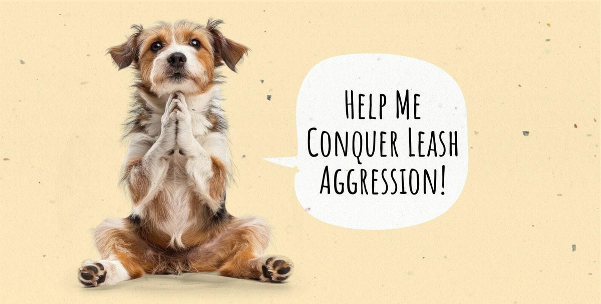 Leash Aggression: Why Your Dog Acts Out and How to Help