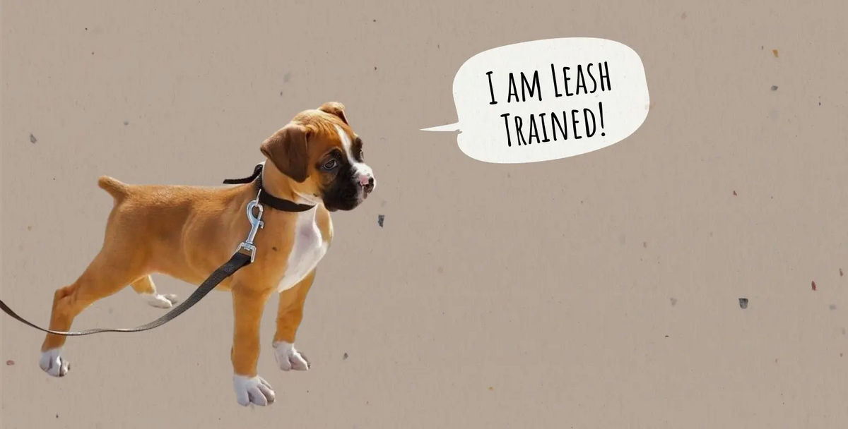 Mastering Dog Leash Training: A Comprehensive Guide