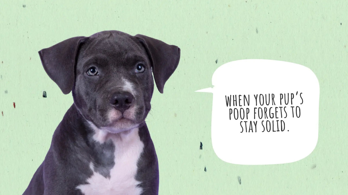 Dog Soft Stool: Causes, Remedies, and Easy Cleanup Tips