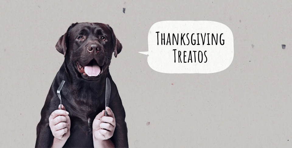 7 Foods That Aren’t Dangerous to Treat Your Dog With This Thanksgiving!