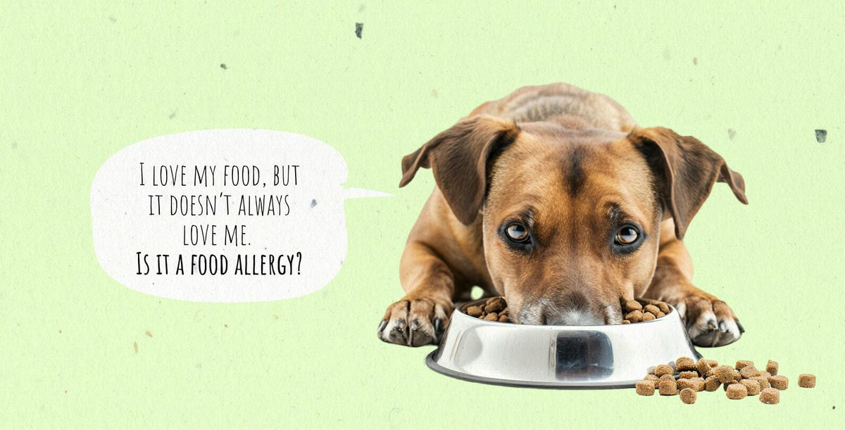 Food Allergies in Dogs: What Every Pet Owner Should Know