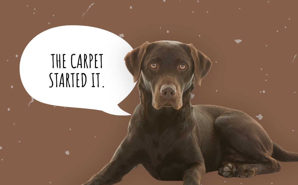 How to Get Dog Poop Out of Carpet (Stains, Smell, and All)