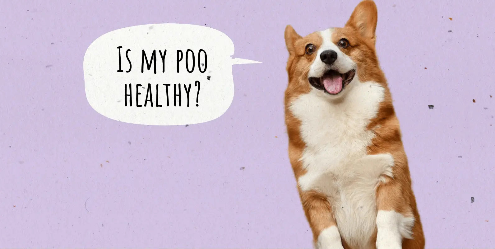 Healthy Dog Poop