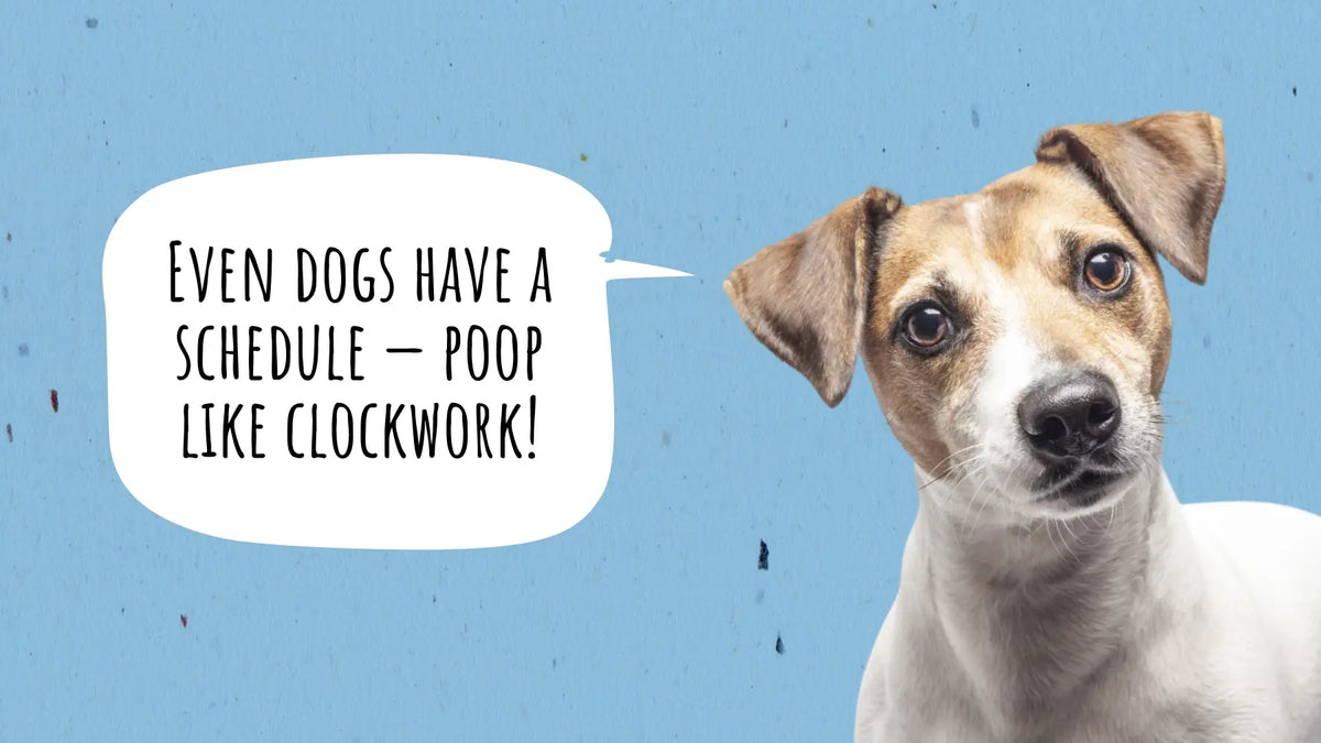 How Many Times a Day Should a Dog Poop?