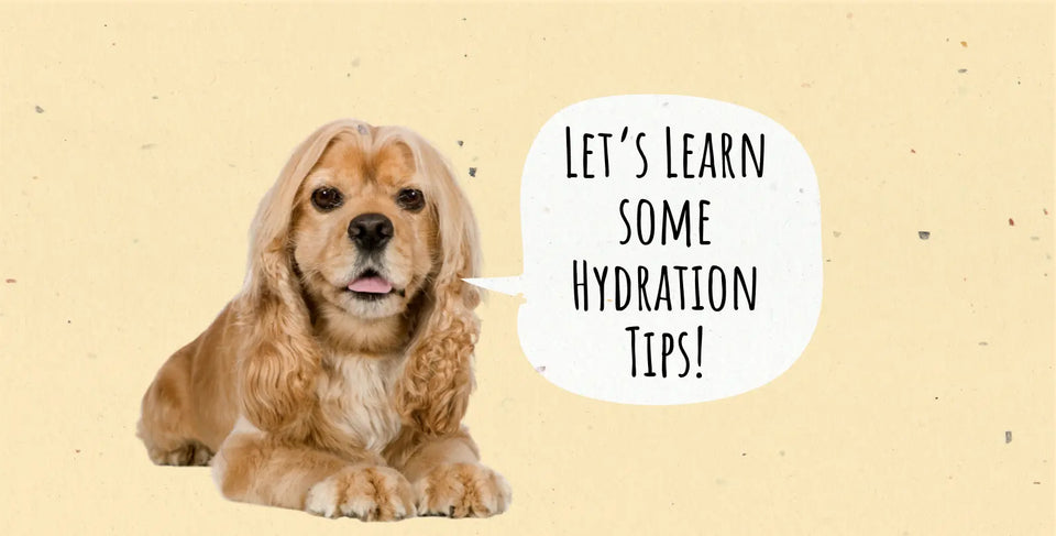 How to Keep Your Dog Hydrated