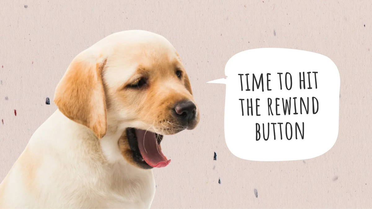 How to Make a Dog Throw Up: A Safe, Step-by-Step Guide for Pet Owners
