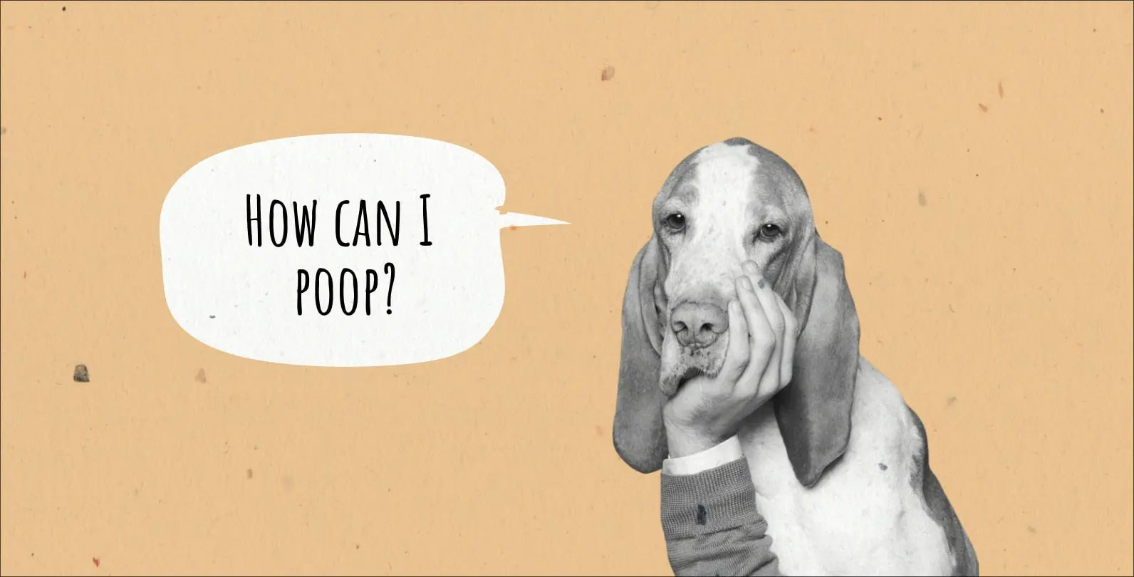 Stuck in a Bind: How to Make a Dog Poop