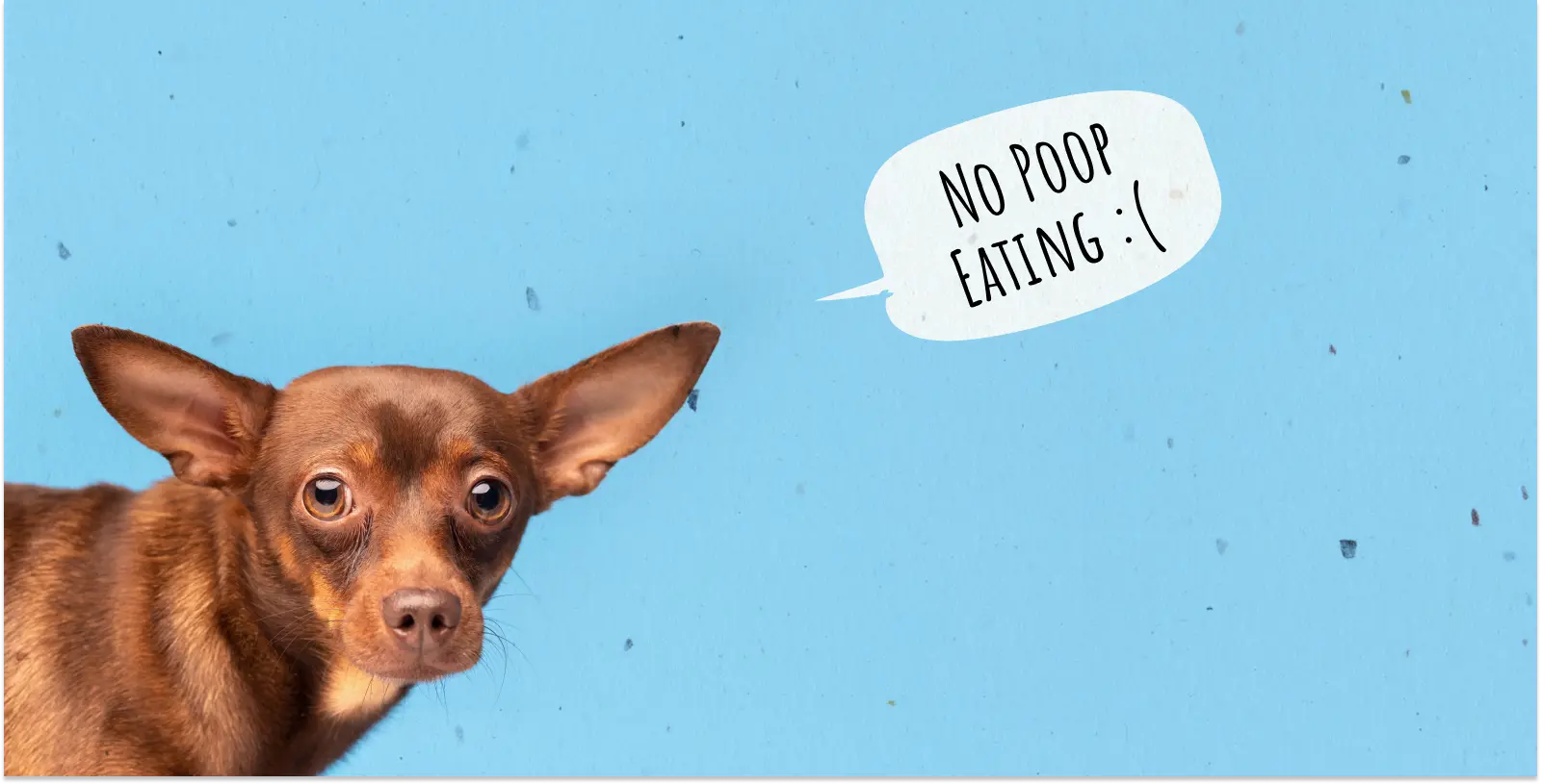 How to Stop Dog From Eating Poop or All About Coprophagia