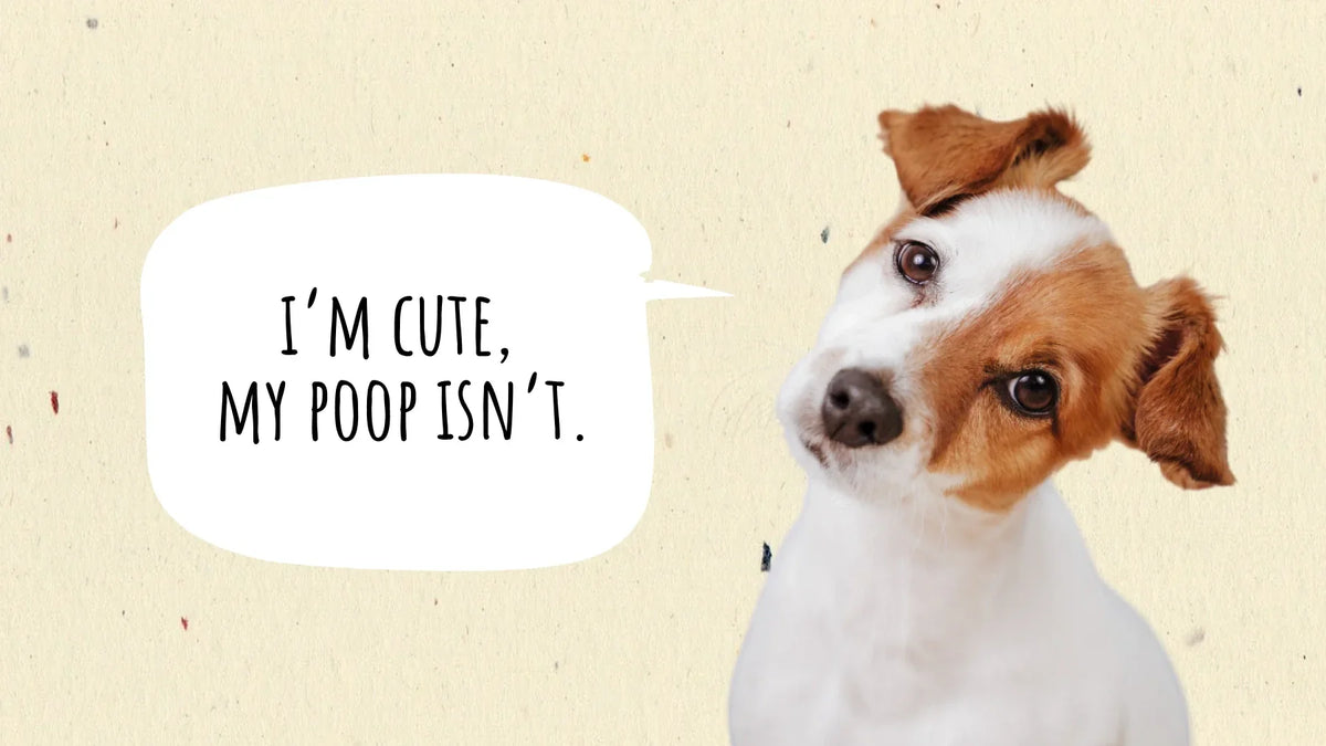 Is Dog Poop Good Fertilizer? How to Handle It Safely in Your Yard